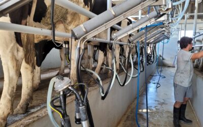 El Extractor Automático de Pezoneras: Clave para la Eficiencia y el Bienestar Animal en el Ordeño Mecánico