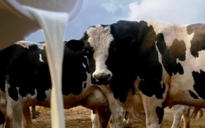 Más Vacas no es Sinónimo de mayor producción: La Optimización de Procesos como Eje de la Lechería Moderna